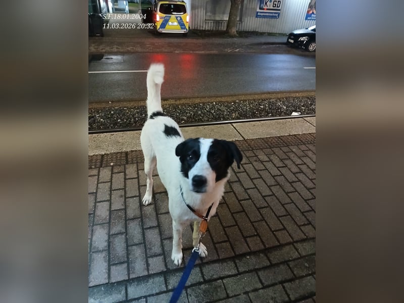 Hund abzugeben
