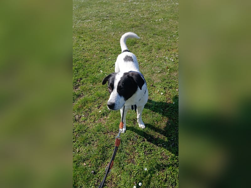 Hund abzugeben