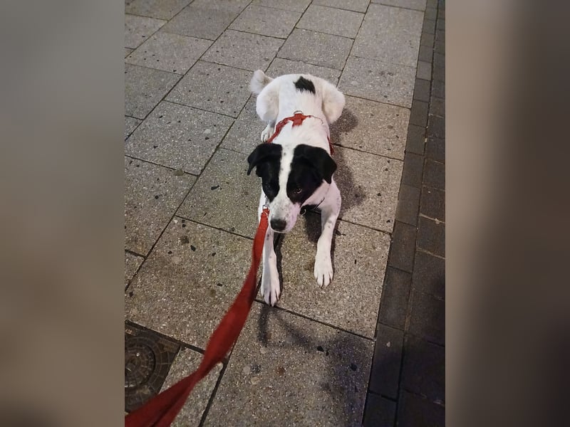 Hund abzugeben