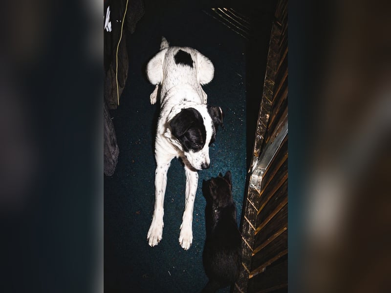 Hund abzugeben