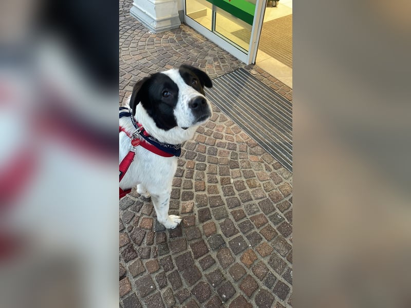 Hund abzugeben
