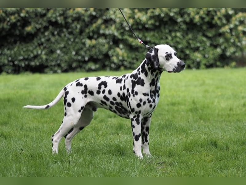 Dalmatiner Welpen sind da!