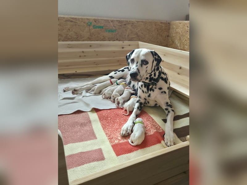 Dalmatiner Welpen sind da!