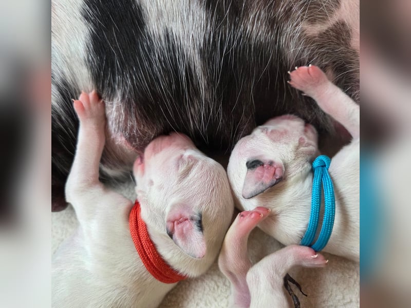 Dalmatiner Welpen sind da!