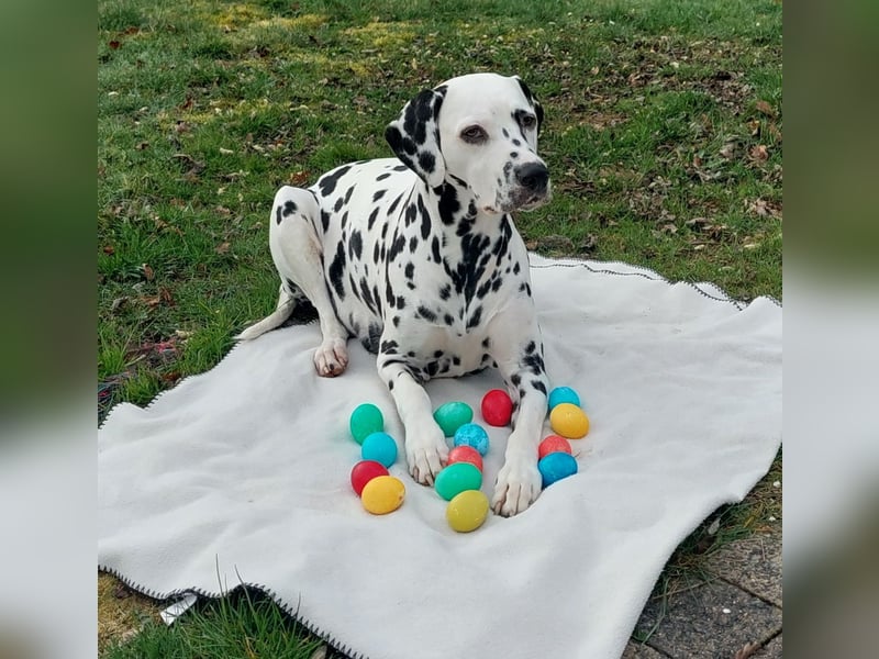 Dalmatiner Welpen sind da!