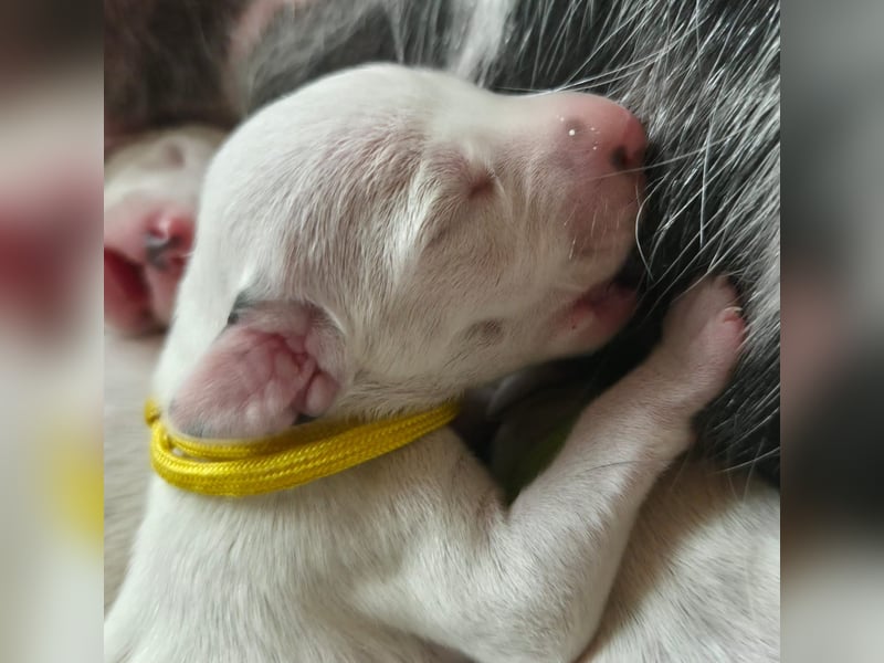 Dalmatiner Welpen sind da!