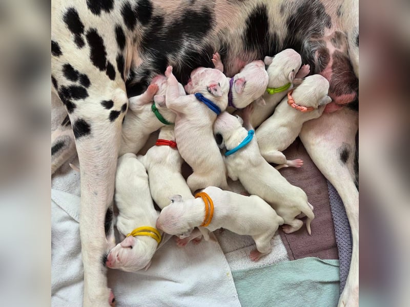 Dalmatiner Welpen sind da!
