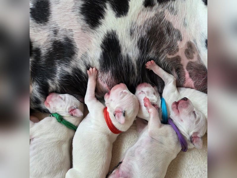 Dalmatiner Welpen sind da!