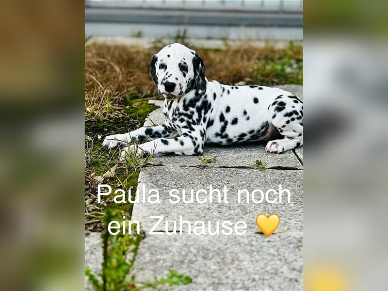 Dalmatiner Weibchen Paula