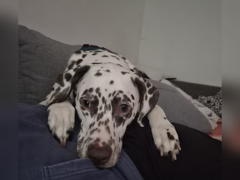 Dalmatiner