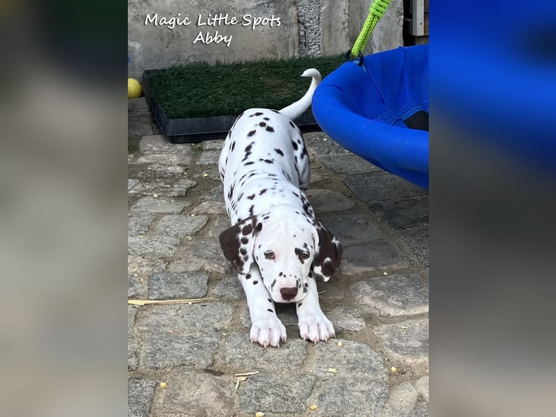 Bezaubernde kleine Dalmatinerdame