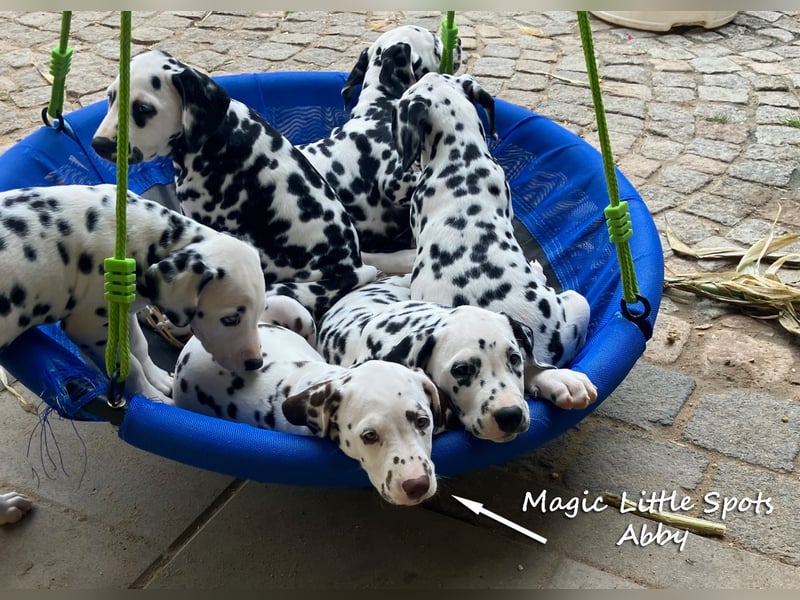 Bezaubernde kleine Dalmatinerdame