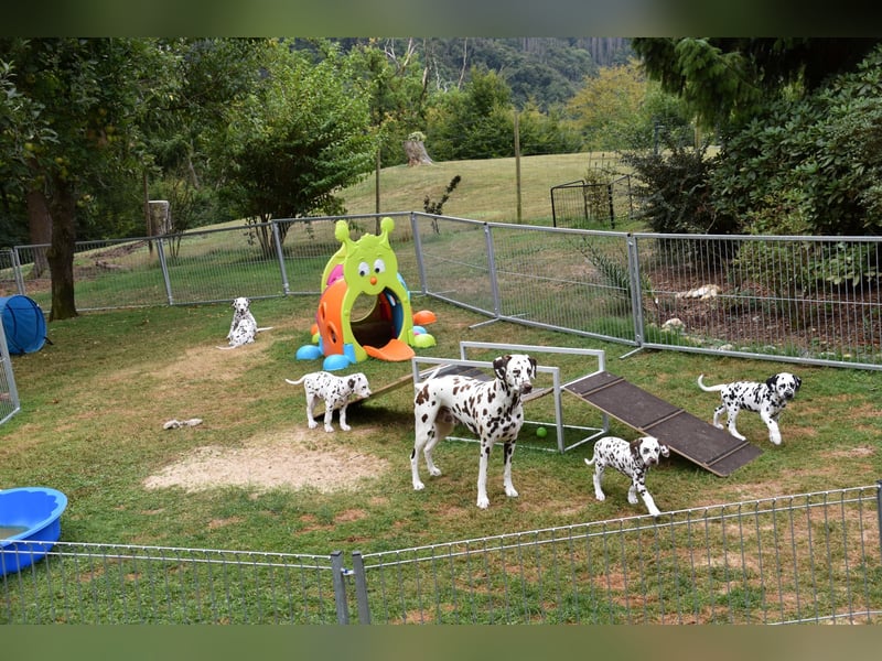 Briga weiß-schwarze Dalmatiner Hündin sucht noch ihre Familie
