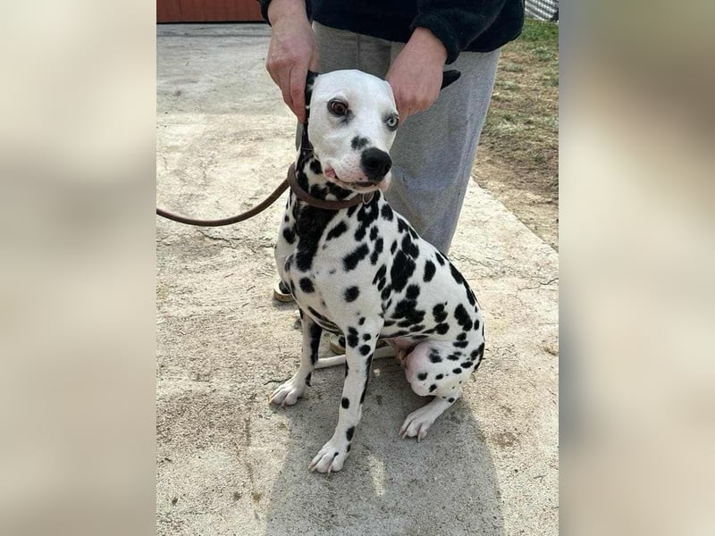 Dius, 3 Jahre, 57cm sucht ihr Körbchen