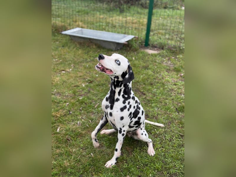Dius, 3 Jahre, 57cm sucht ihr Körbchen