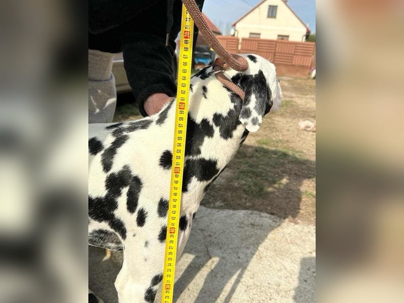 Dius, 3 Jahre, 57cm sucht ihr Körbchen