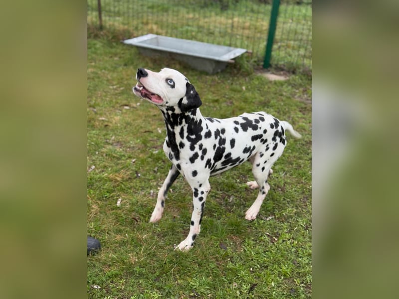 Dius, 3 Jahre, 57cm sucht ihr Körbchen