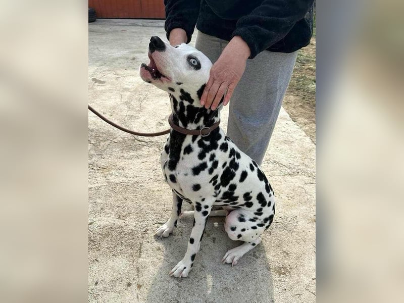 Dius, 3 Jahre, 57cm sucht ihr Körbchen