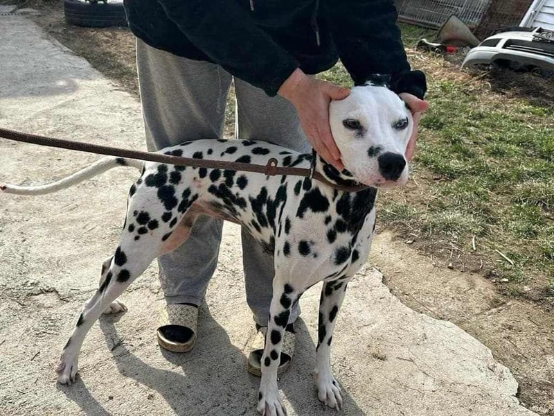 Dius, 3 Jahre, 57cm sucht ihr Körbchen