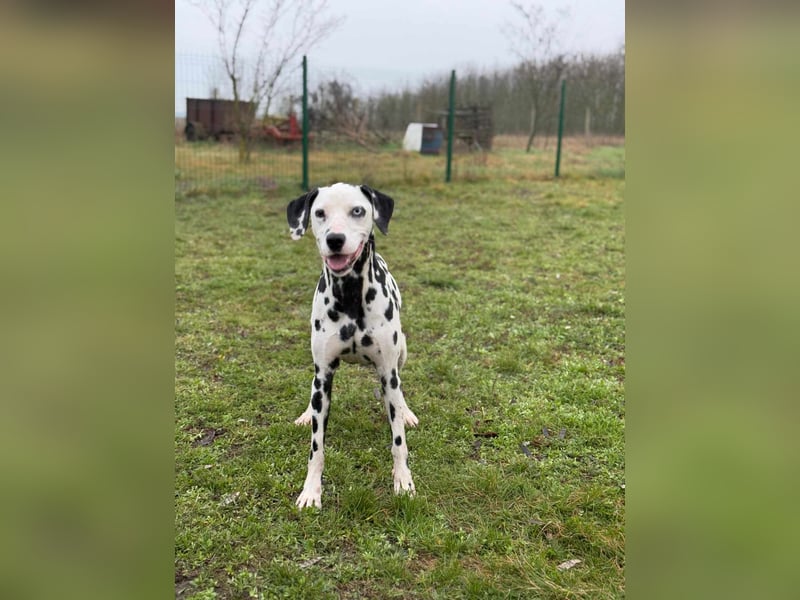Dius, 3 Jahre, 57cm sucht ihr Körbchen