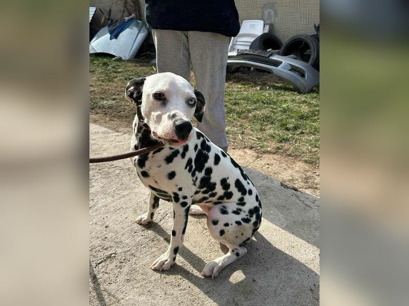 Dius, 3 Jahre, 57cm sucht ihr Körbchen