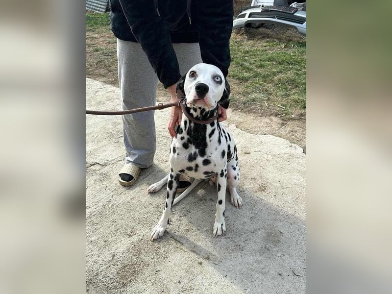 Dius, 3 Jahre, 57cm sucht ihr Körbchen