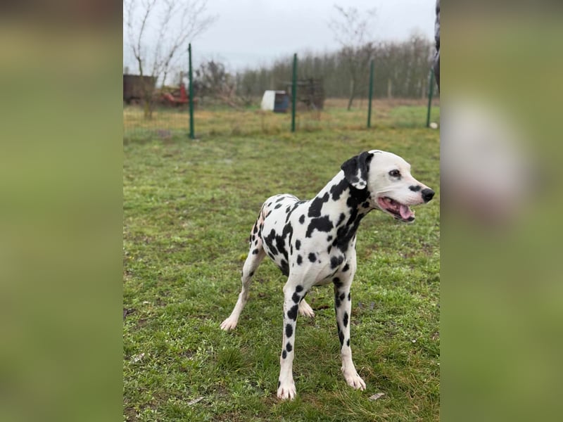Dius, 3 Jahre, 57cm sucht ihr Körbchen