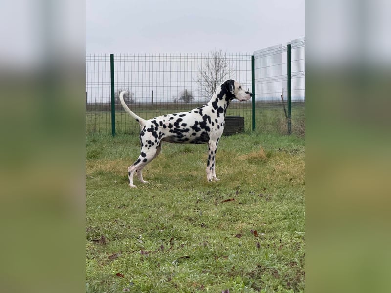 Dius, 3 Jahre, 57cm sucht ihr Körbchen
