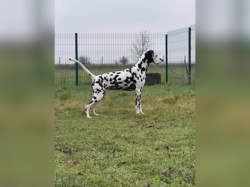 Dius, 3 Jahre, 57cm sucht ihr Körbchen
