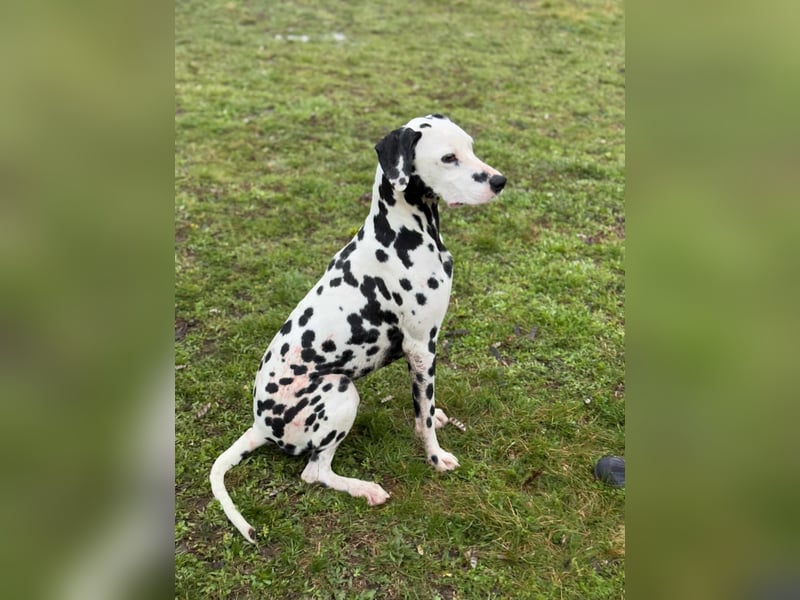 Dius, 3 Jahre, 57cm sucht ihr Körbchen