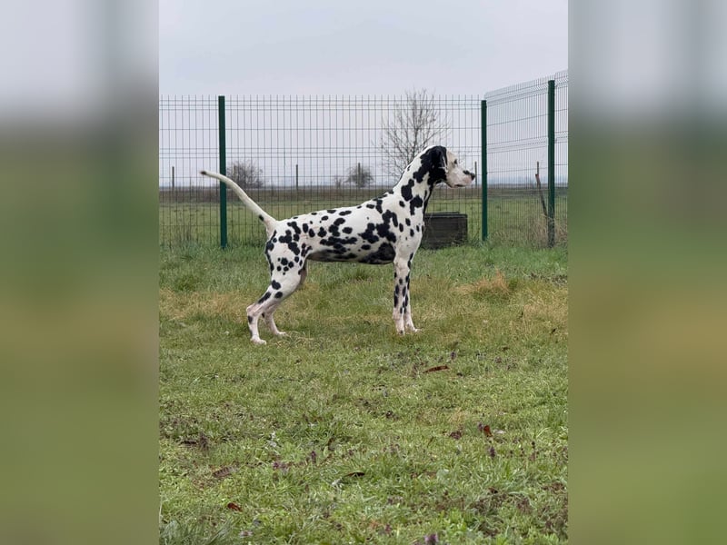 Dius, 3 Jahre, 57cm sucht ihr Körbchen
