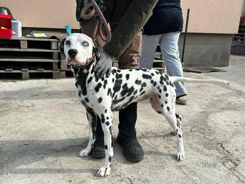 Dius, 3 Jahre, 57cm sucht ihr Körbchen