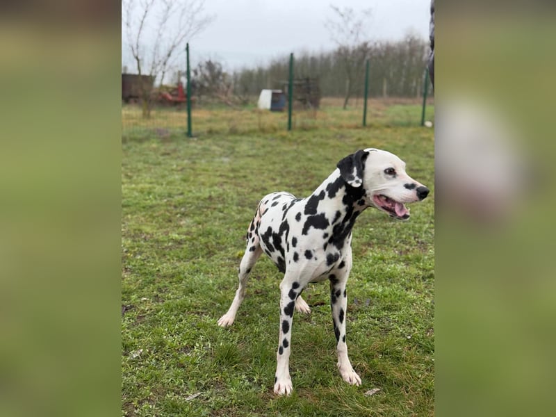 Dius, 3 Jahre, 57cm sucht ihr Körbchen