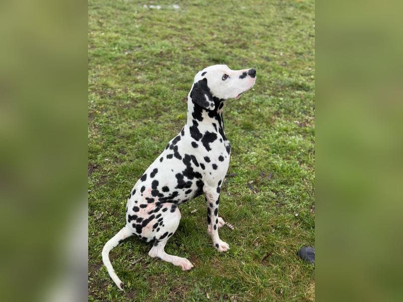 Dius, 3 Jahre, 57cm sucht ihr Körbchen