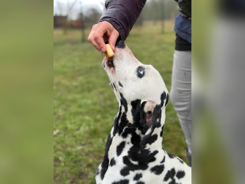 Dius, 3 Jahre, 57cm sucht ihr Körbchen