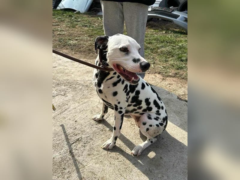 Dius, 3 Jahre, 57cm sucht ihr Körbchen