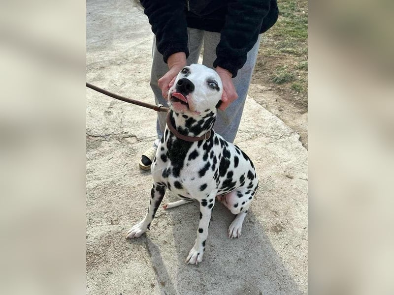 Dius, 3 Jahre, 57cm sucht ihr Körbchen