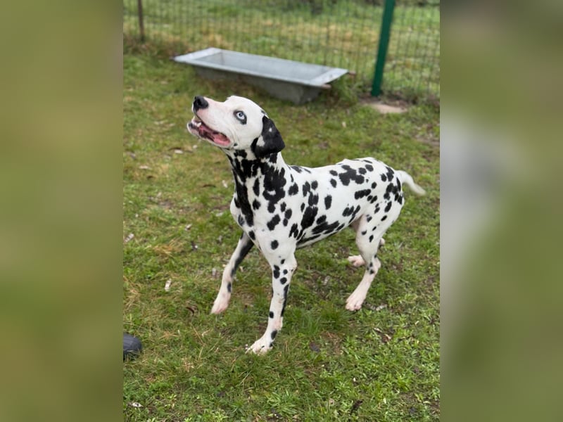 Dius, 3 Jahre, 57cm sucht ihr Körbchen