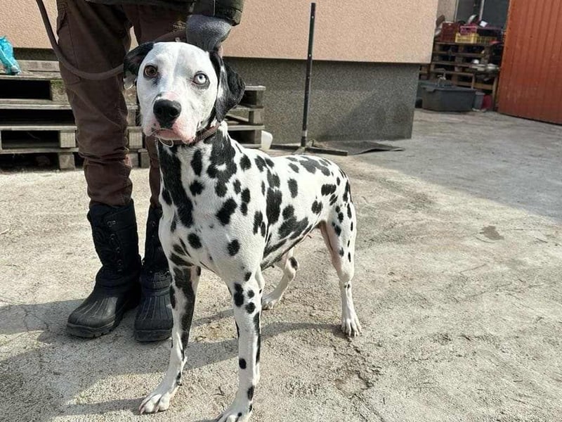 Dius, 3 Jahre, 57cm sucht ihr Körbchen