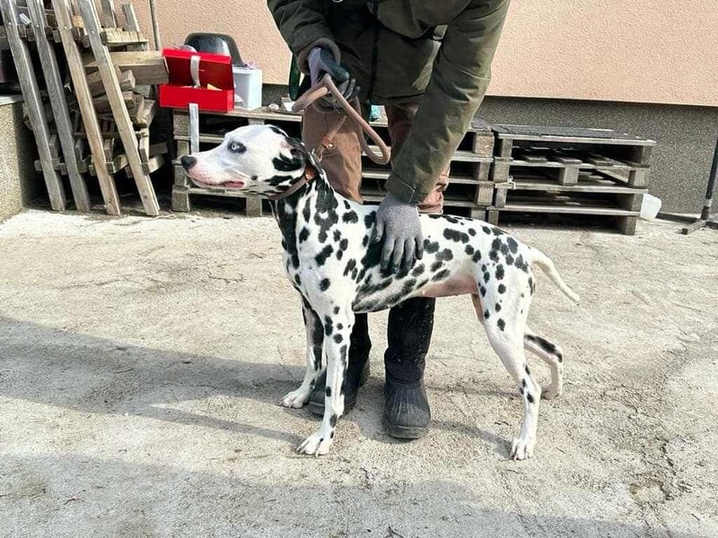 Dius, 3 Jahre, 57cm sucht ihr Körbchen