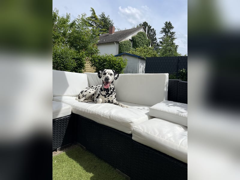 Reinrassige Dalmatiner Welpen