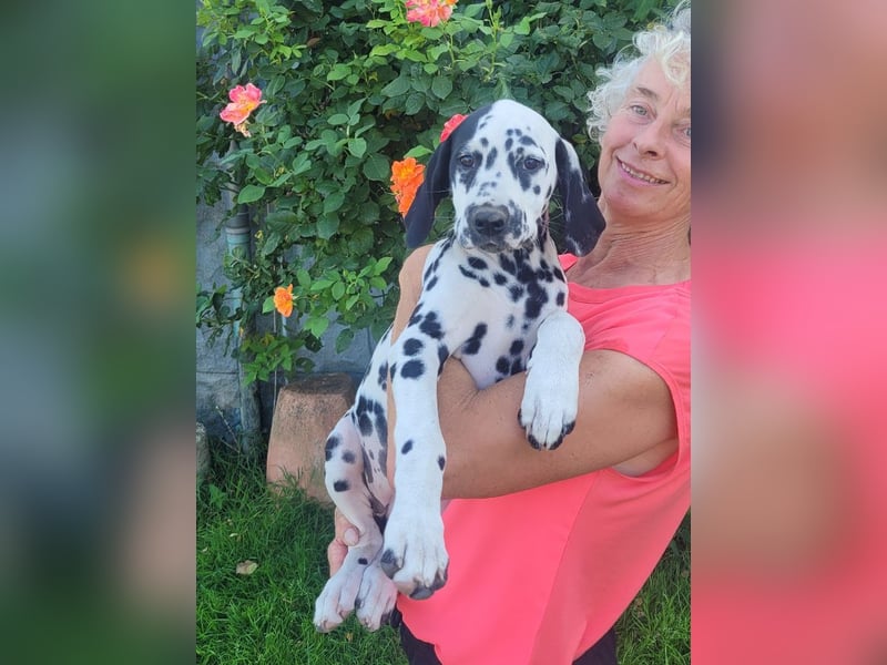 Dalmatiner Welpe mit VDH Pap jetzt abgabebereit sucht seine Familie