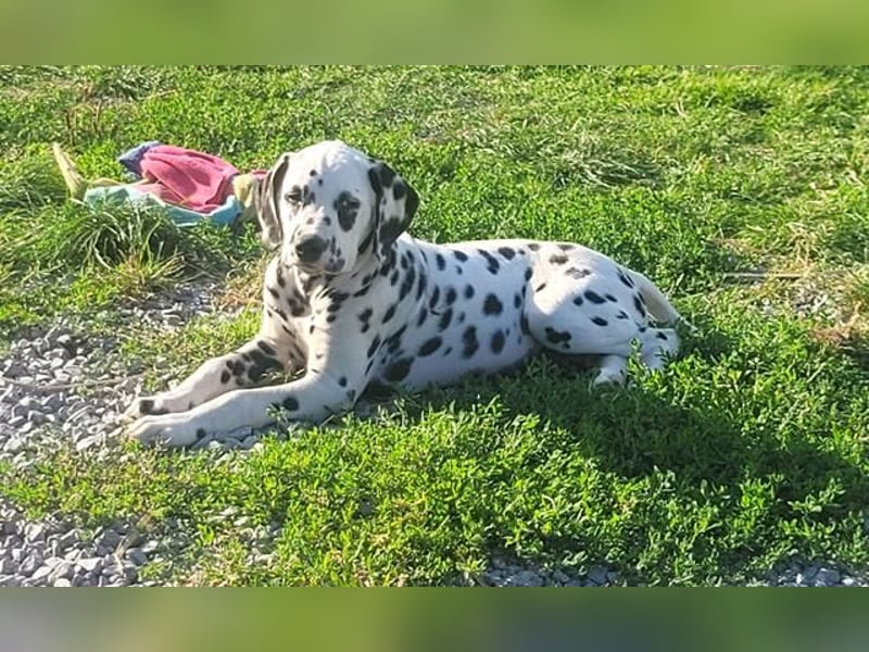 Dalmatiner Welpe mit VDH Pap jetzt abgabebereit sucht seine Familie