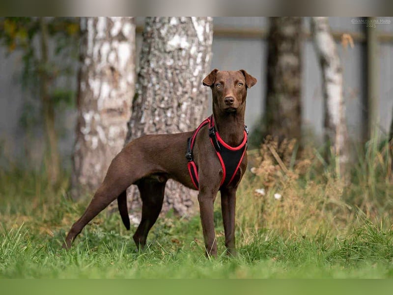 Liebenswerter Tommy sucht sein Zuhause