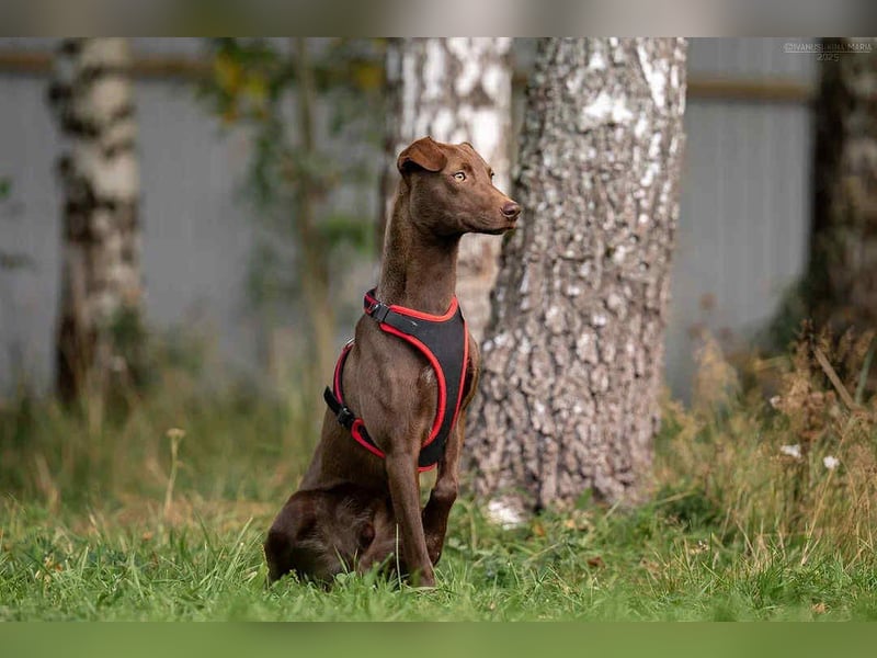 Liebenswerter Tommy sucht seine Familie