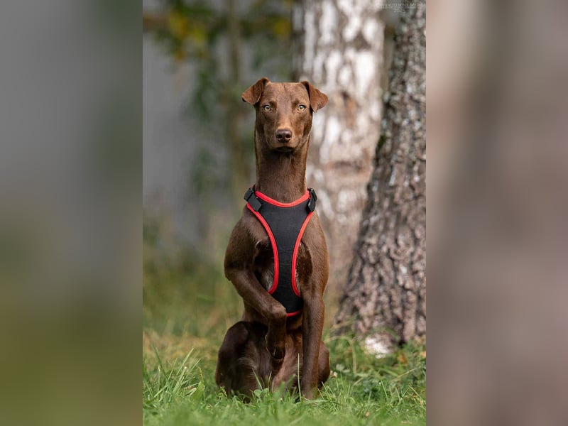 Liebenswerter Tommy sucht seine Familie