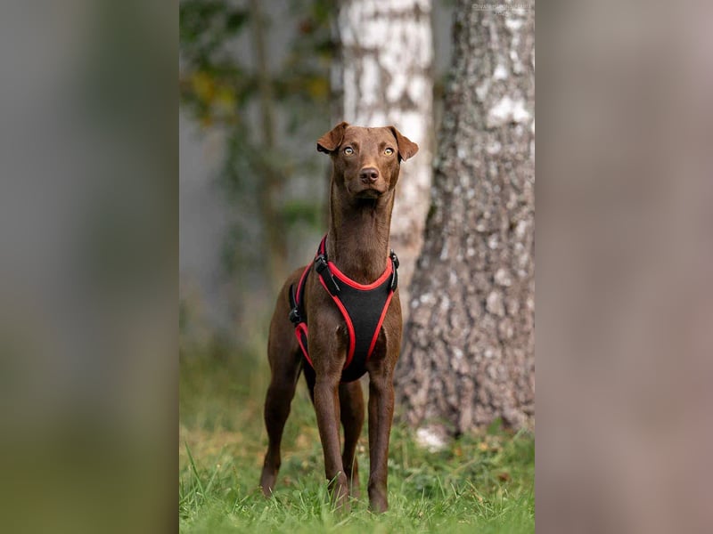 Liebenswerter Tommy sucht seine Familie