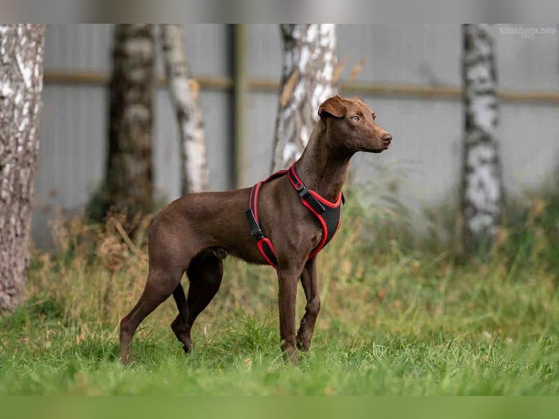 Liebenswerter Tommy sucht seine Familie