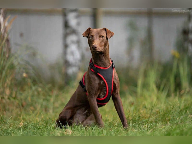 Liebenswerter Tommy sucht seine Familie