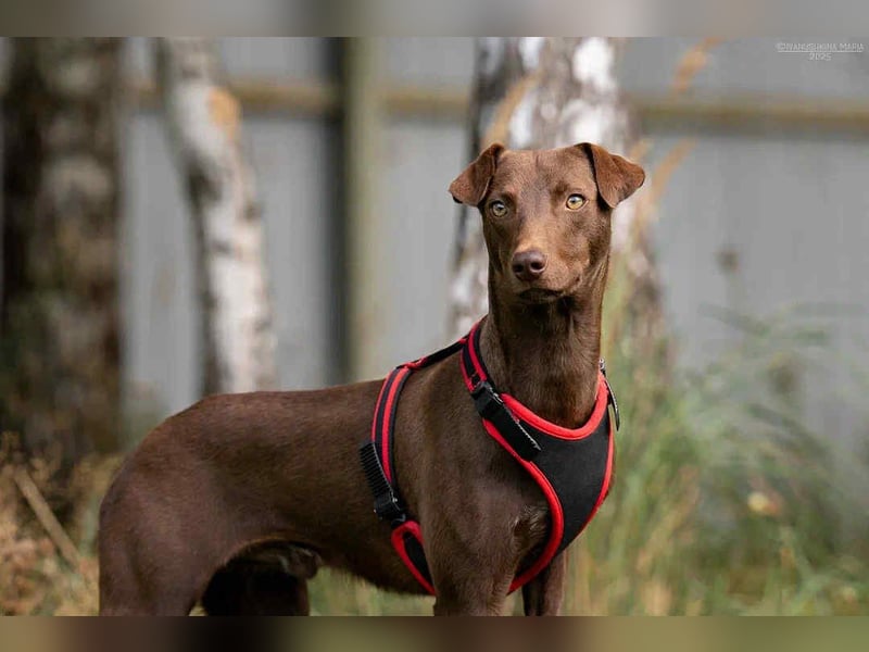 Liebenswerter Tommy sucht seine Familie